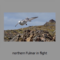 northern Fulmar in flight
